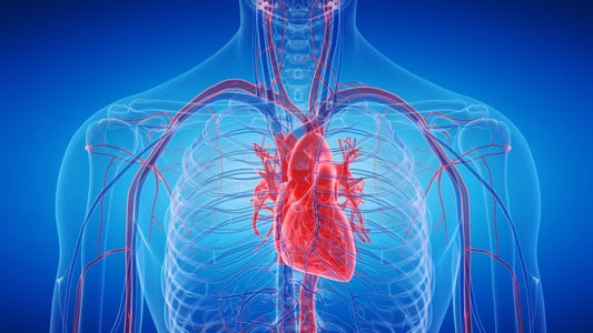 New Aortic Stiffness and Endothelial Glycocalyx Study Released